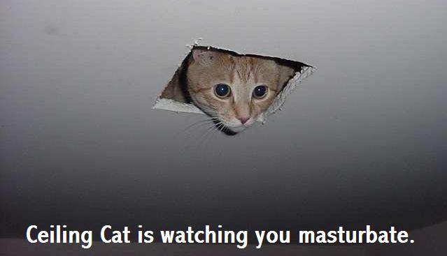 Ceiling cat is watching you masturbate.