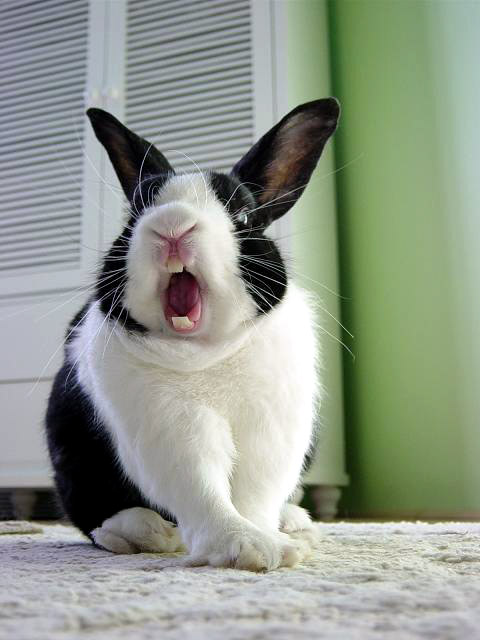 rabbit! rabbit!