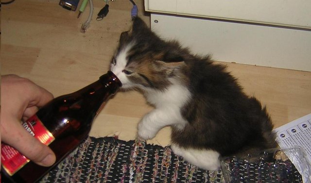 cats like beer ! cats like beer !