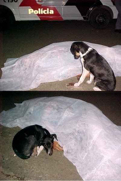 A dog and its master A dog and its master