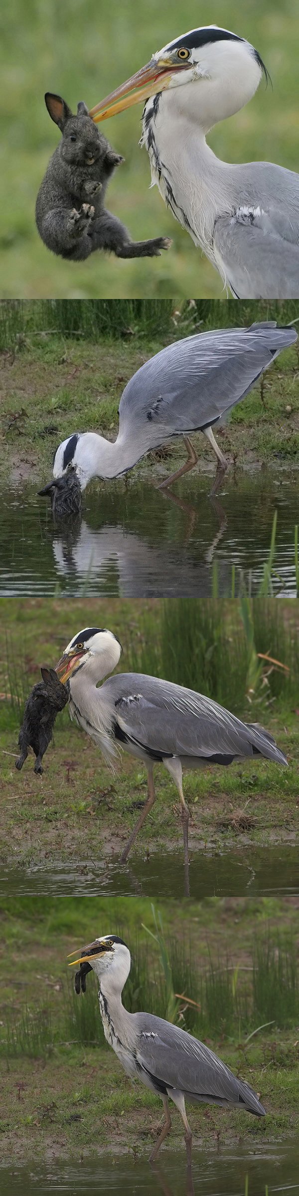 Herons, fucking metal. Herons, fucking metal.