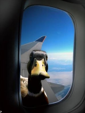 Duck on a plane !