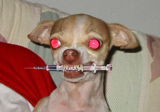 EVIL DOG EVIL DOG