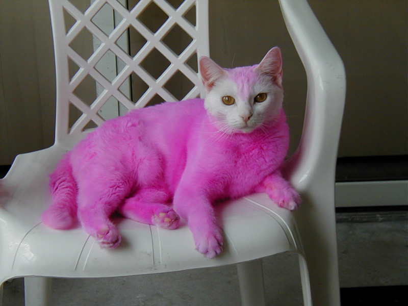 Pink Cat Pink Cat