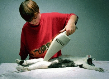 My cat was dirty My cat was dirty