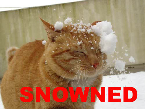 OMGLOLZ THIS CAT GOTS SNOWNED!!