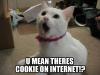 Cookie on the internet