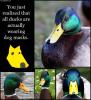 You just realized that all ducks are actually wearing dog masks.