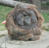 Such a cute orangutang