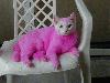 Pink Cat