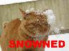 OMGLOLZ THIS CAT GOTS SNOWNED!!
